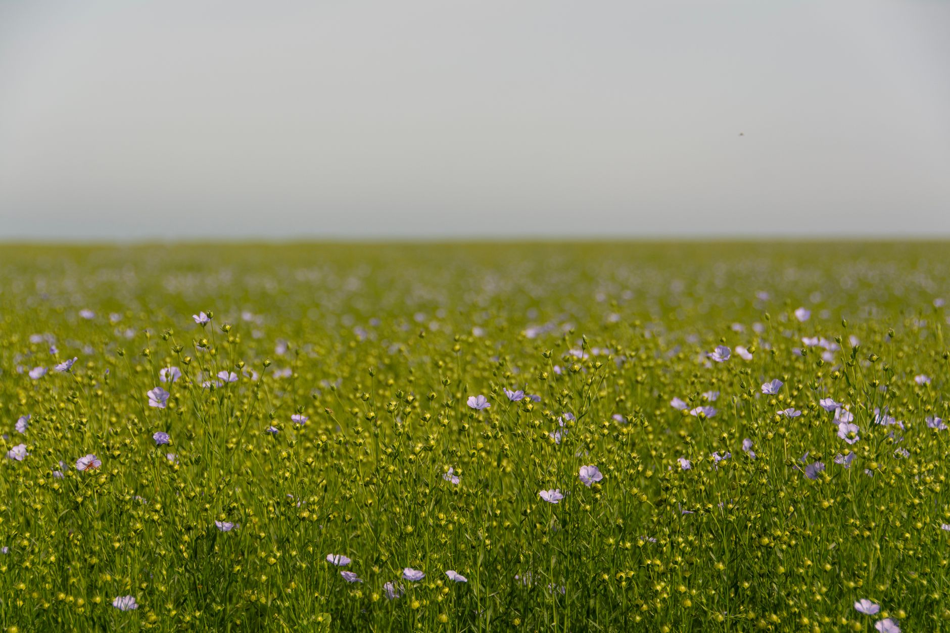青空の下に広がる亜麻の花畑
